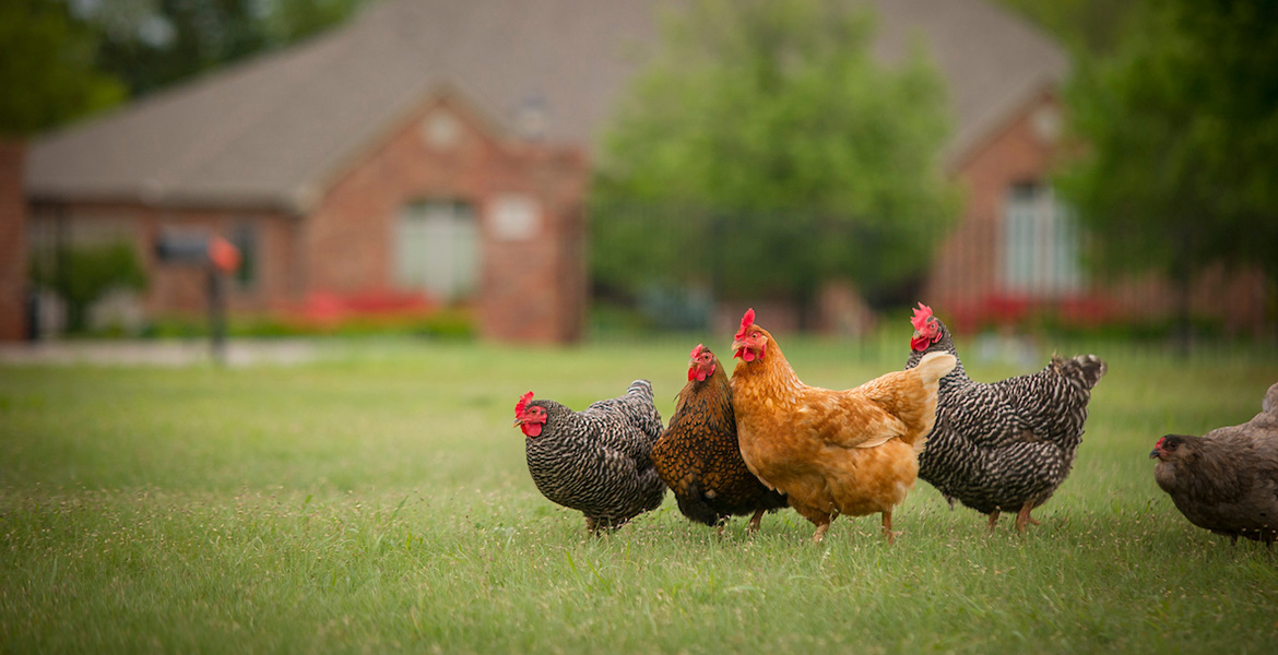 Backyard chickens and more available online at OSU Extension Oklahoma