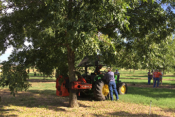 Crop load thinning is topic of upcoming pecan field day