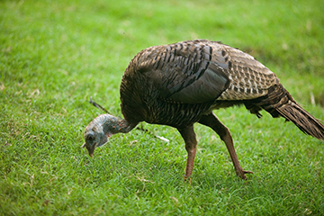 App helps researchers learn about gamebird reproduction