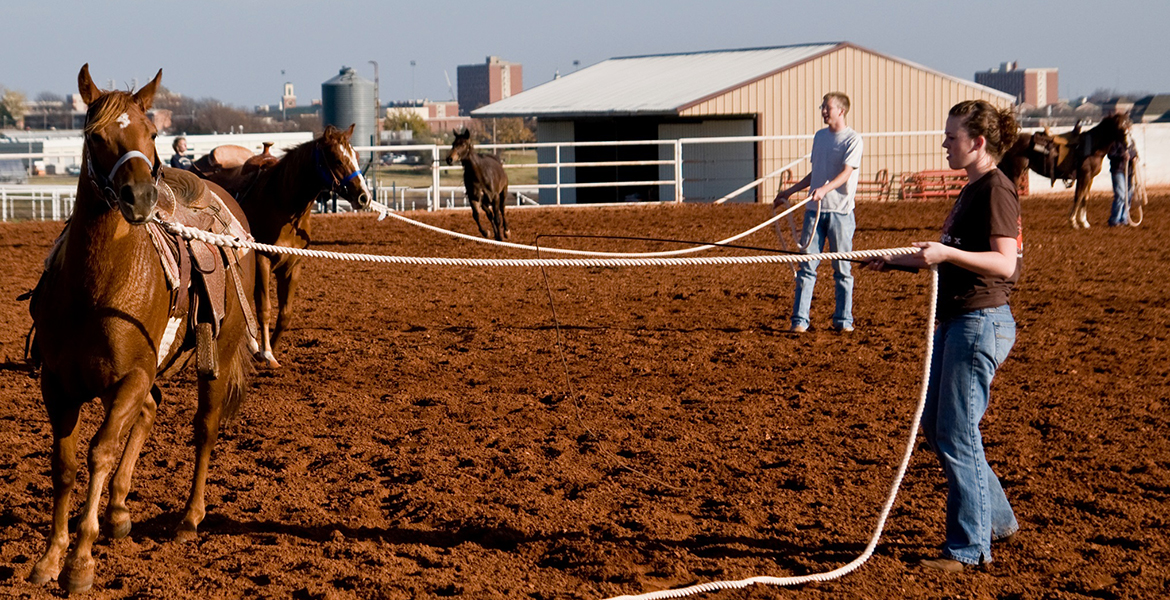 Photo of horses being worked out at the OSU Equine Center.