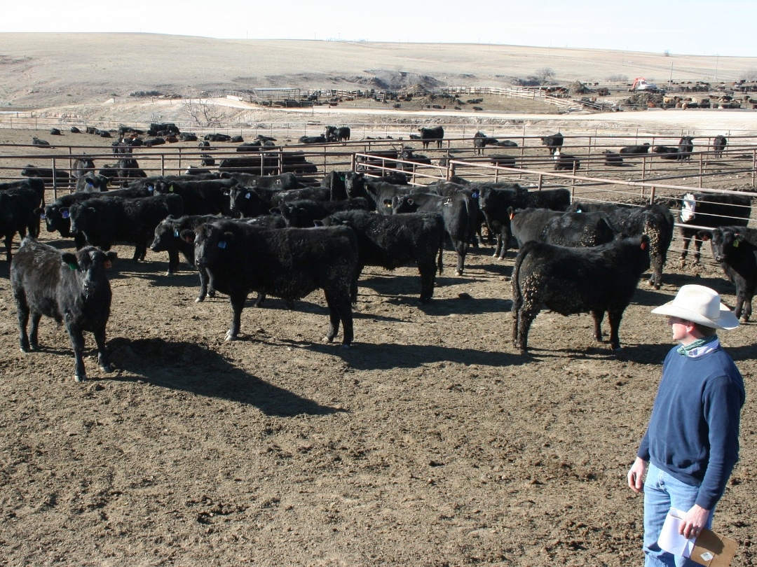 Value Added Cattle Program Helps Producers Boost The Bottom Line News And Information
