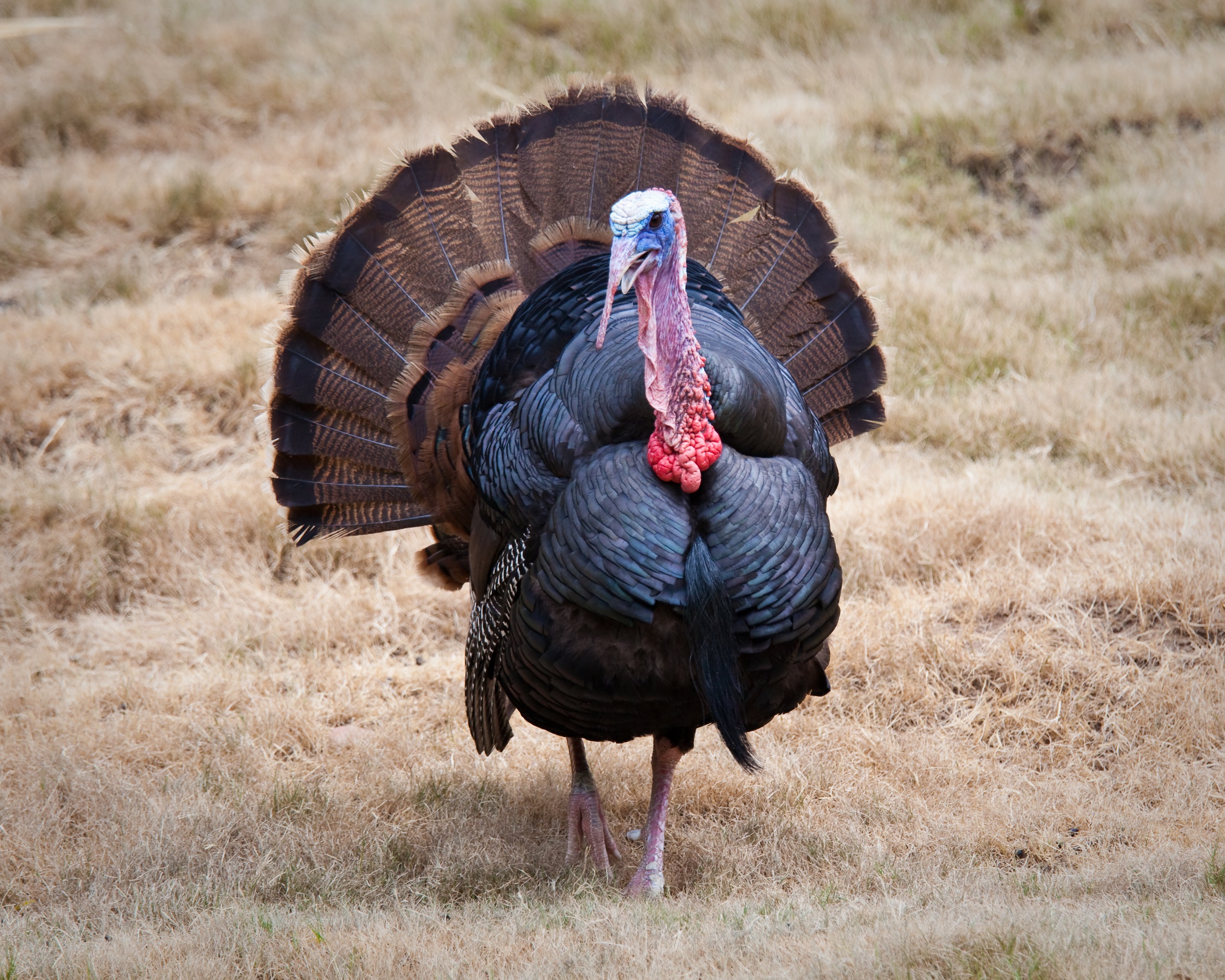 Turkey Time: Spotlighting the Wild Turkey « Conserve Wildlife ...