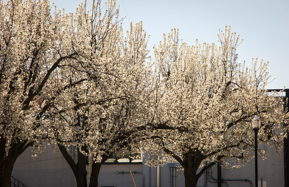 Pretty Problems From Bradford Pear Trees News And Information Bradford Pear Trees