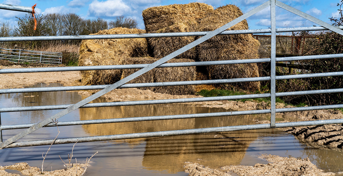 Feeding moldy hay can create problems in livestock Oklahoma State