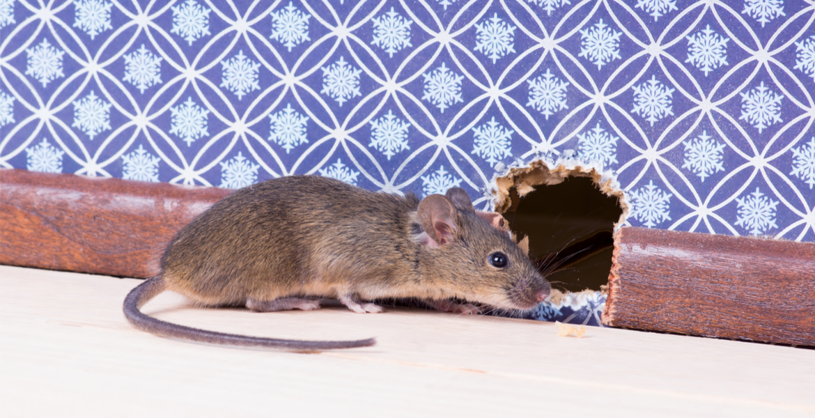 There’s a mouse in the house | Oklahoma State University