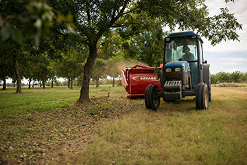 Pecan harvest field days to take place in October