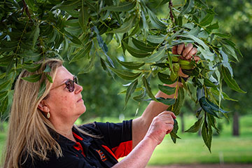 Pecan growers Zoom sessions return Feb. 12