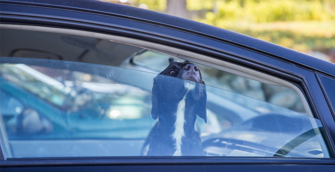 Photo of dog in car looking forlornly out the window,