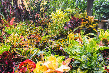 Workshop to focus on plant materials for the green industry