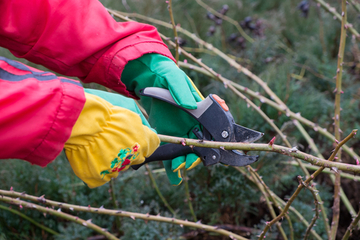 Spring gardening chores include pruning roses