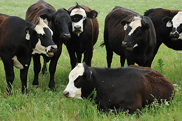 Ranchers webinars to close year, begin 2021