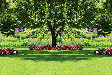 Shedding light on shade gardening