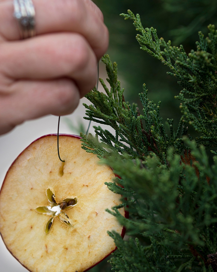 apple slice hanging from tree