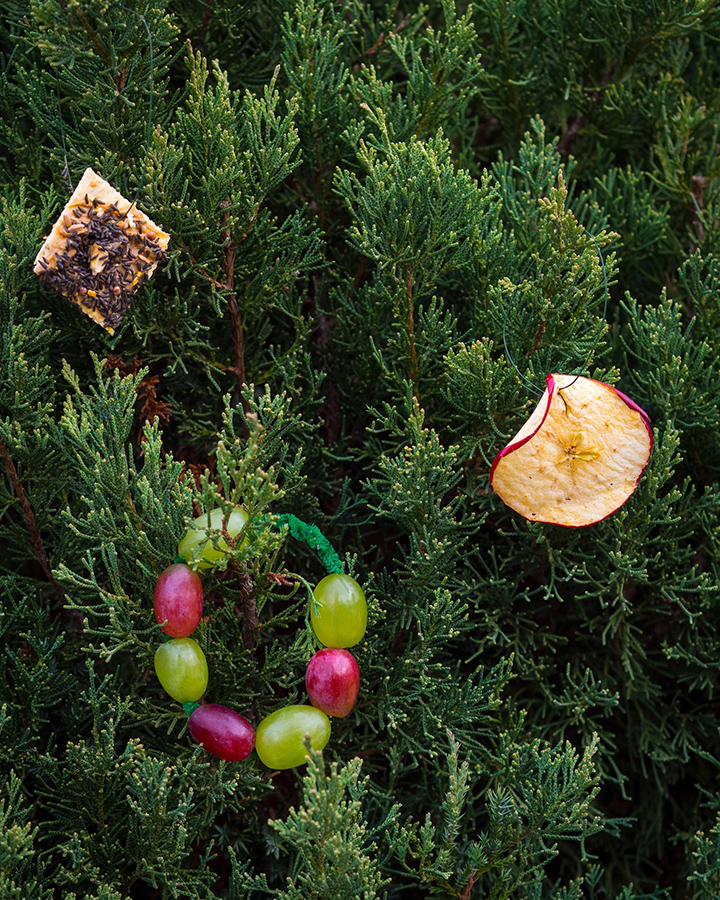 food on tree for birds