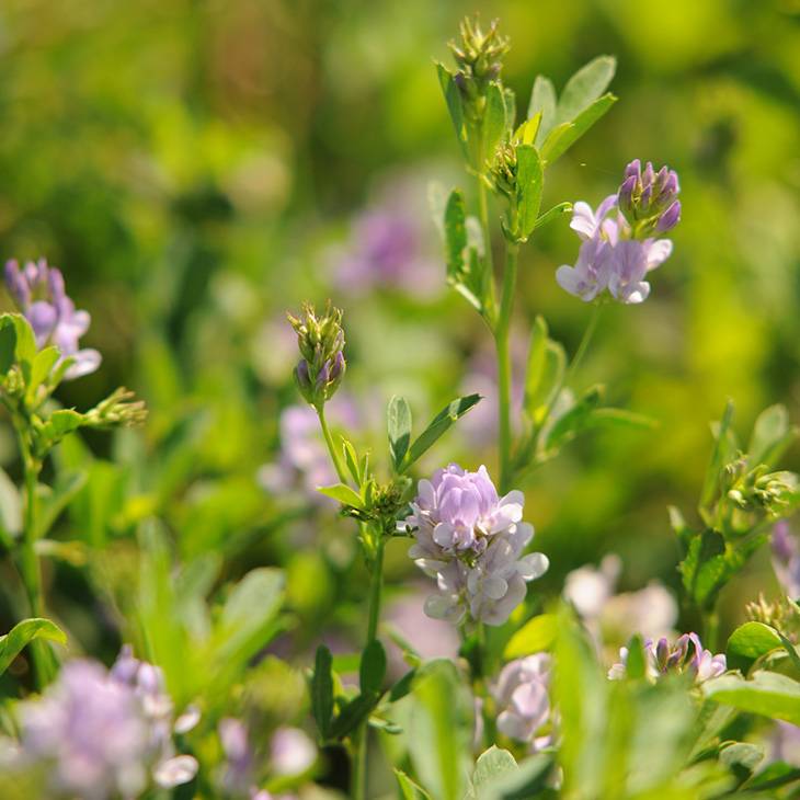 Alfalfa blooms.