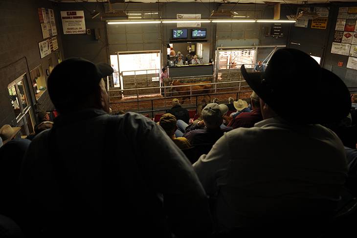 Photo of cattle sale.