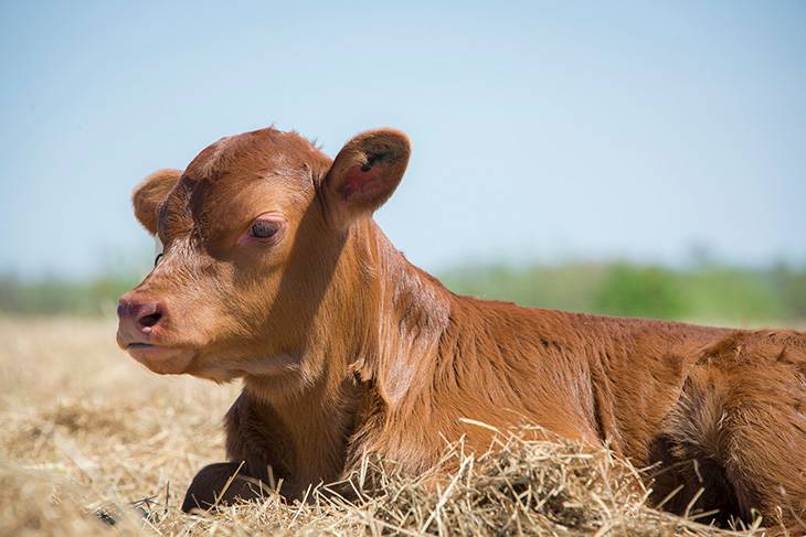 Photo of newborn Hereford calf.