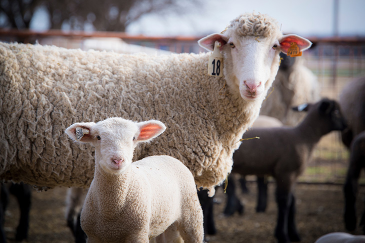 Photo of sheep.