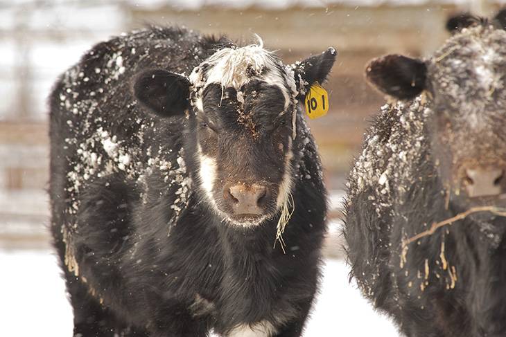 Photo of ice-covered Angus cattle.