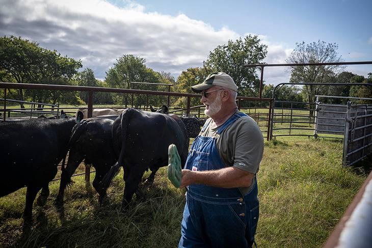 Photo of Ted Evicks working his cattle.