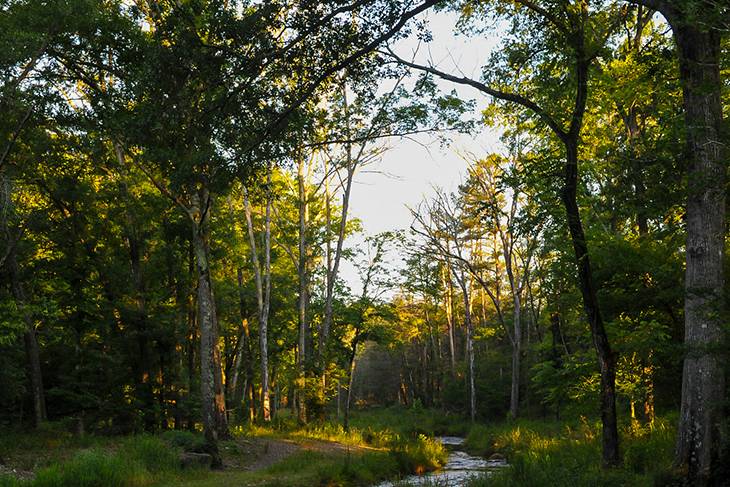 Photo of scenic woodlands.