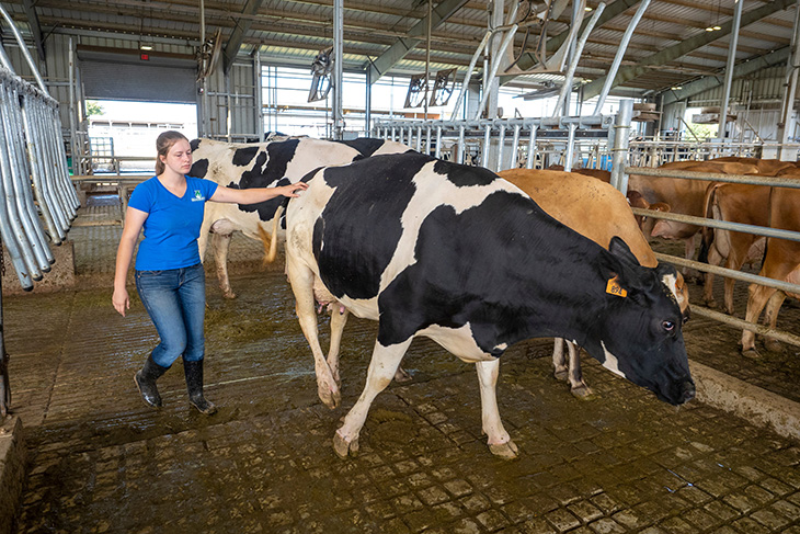 Student leading a dairy cow.