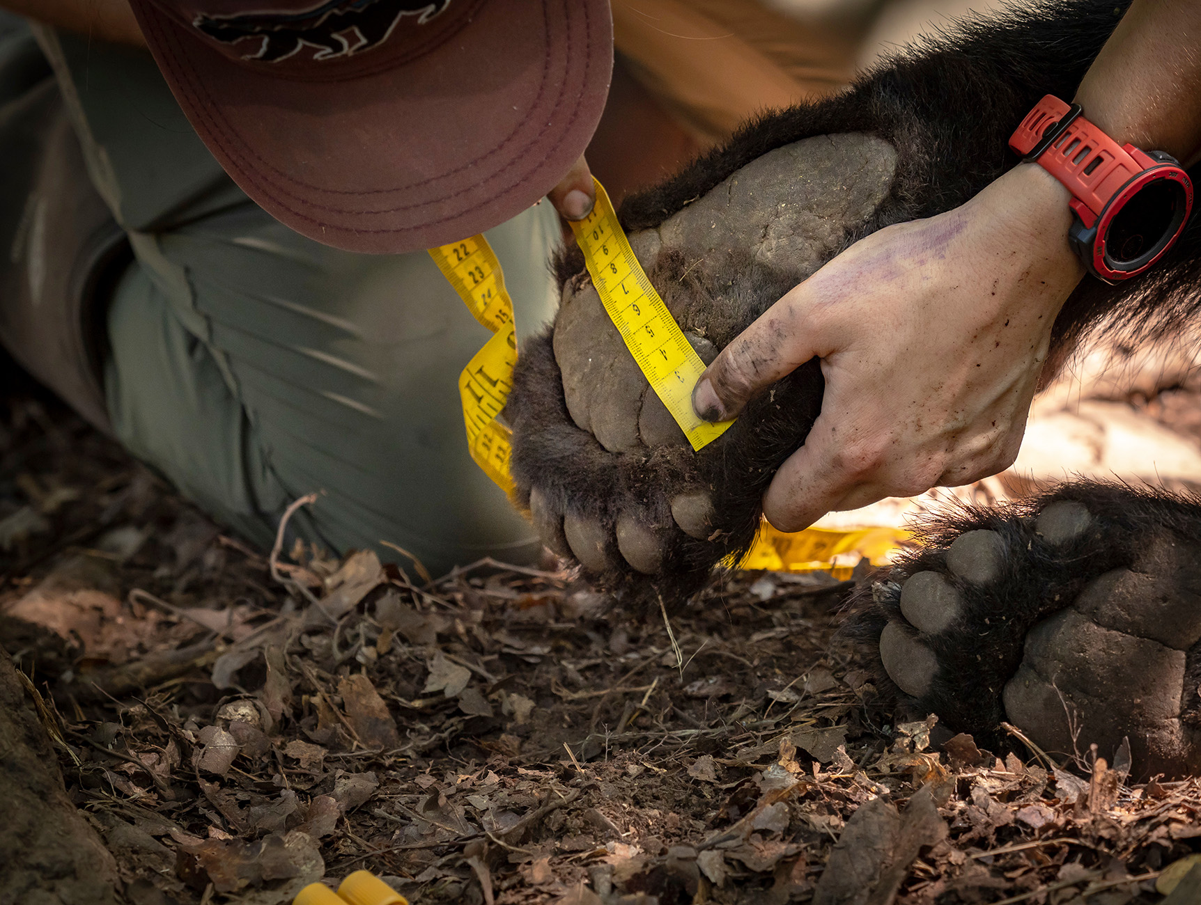 Technician measuring black bear paw