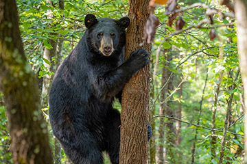 Research is finding solutions for human/black bear coexistence
