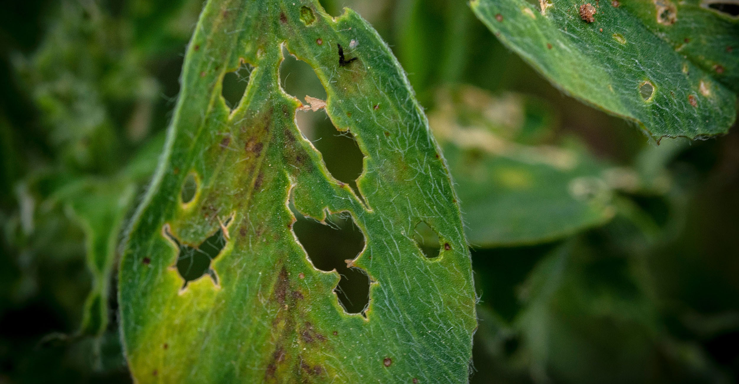 Close-up photo of insect damage to alfalfa.