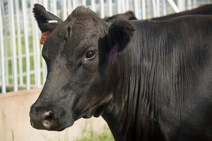 Photo of a black cow.