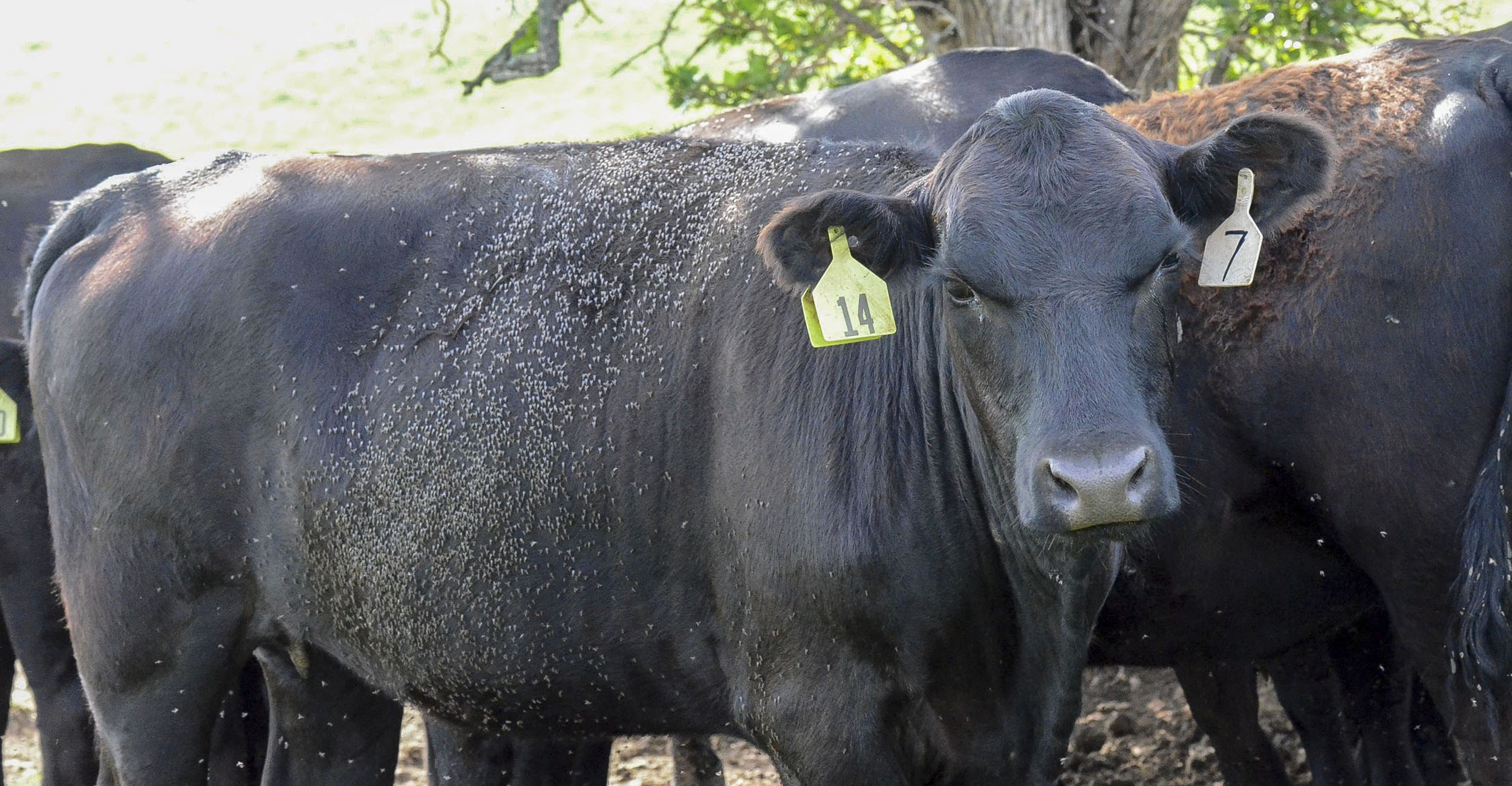 Small horn flies can be big problem for livestock | Oklahoma State  University