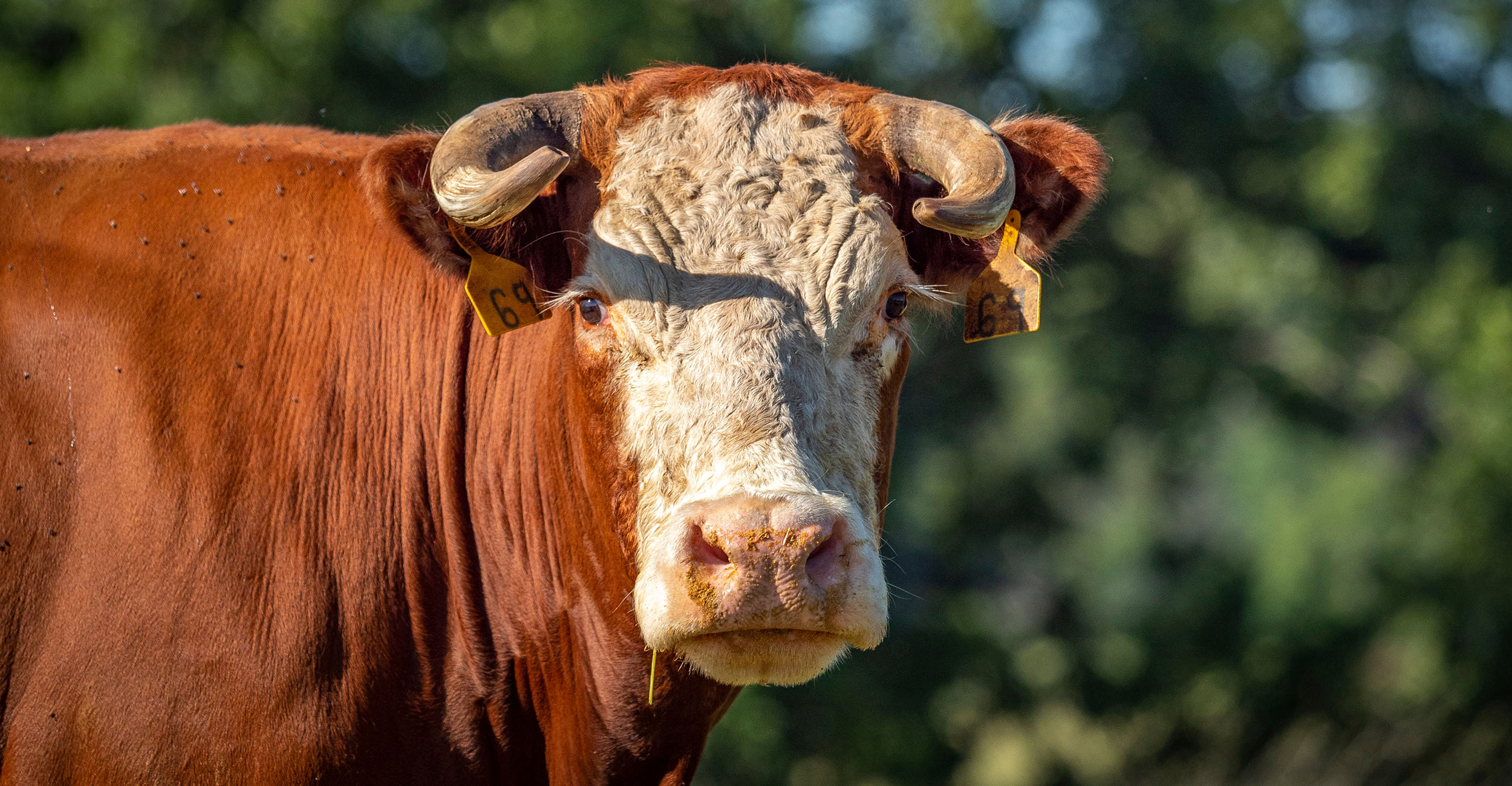 Use dehorning practices for cattle Oklahoma State University