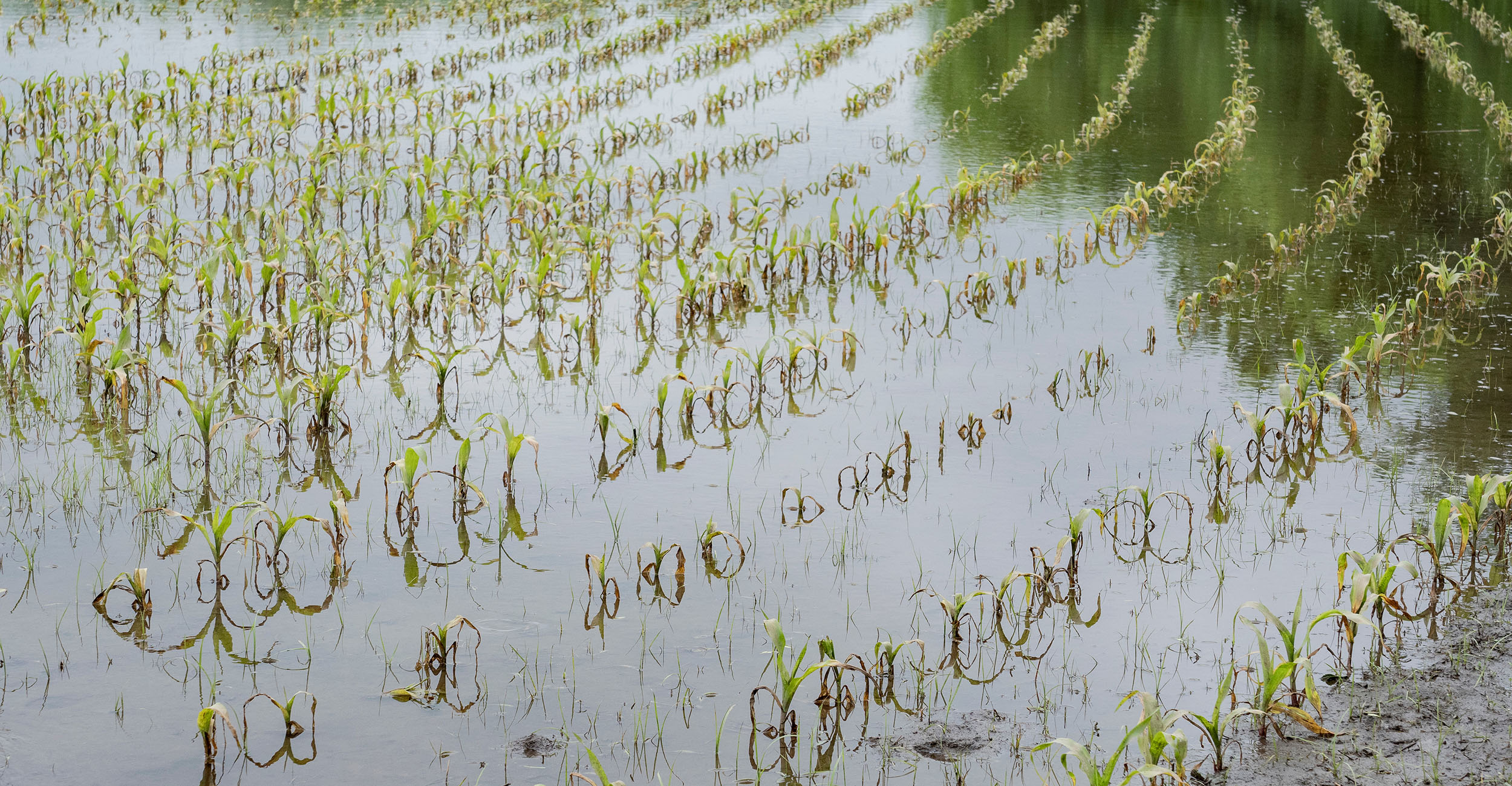 Photo of flooded corn field.