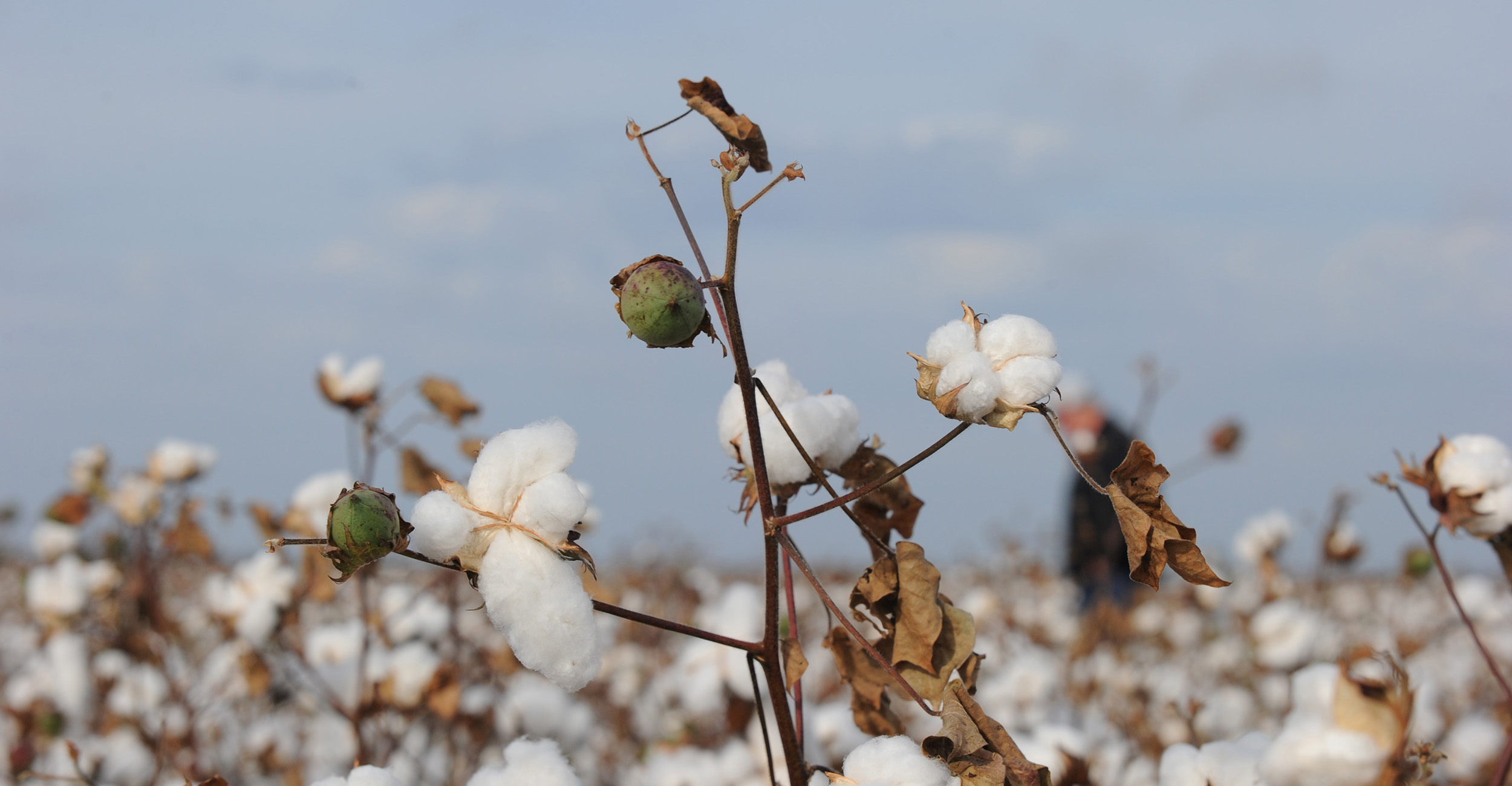 Photo of a cotton field in bloom.