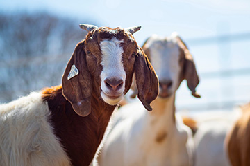 Time to deworm sheep and goats once again