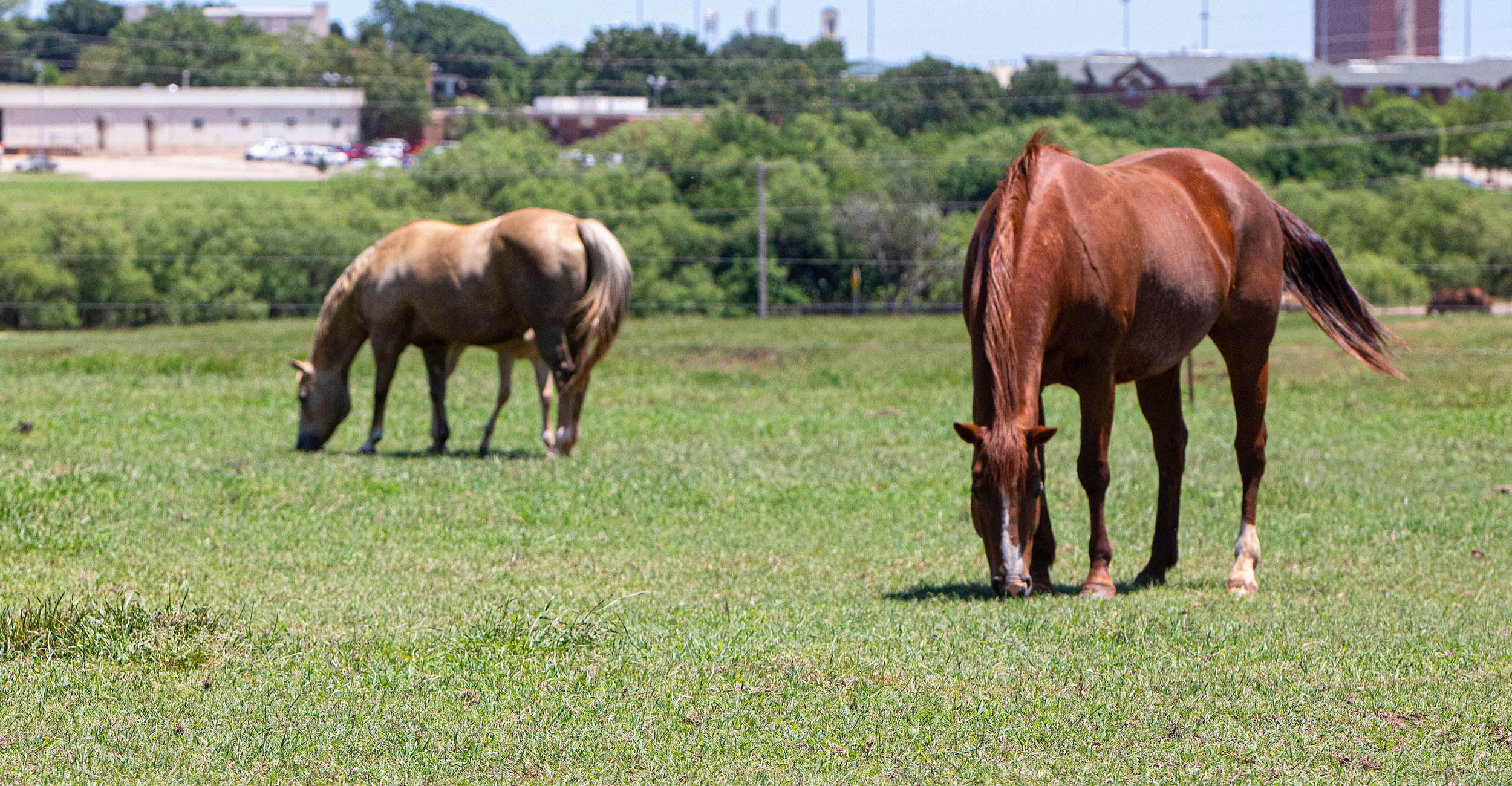 Photo of horses eating green forage in pasture.