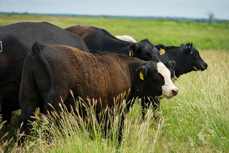 Photo of cattle grazing.