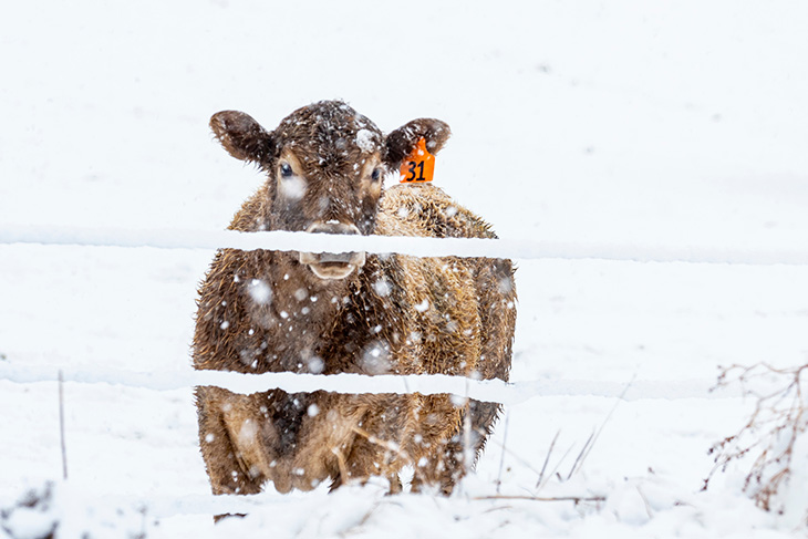 Photo of cow in a snow storm.