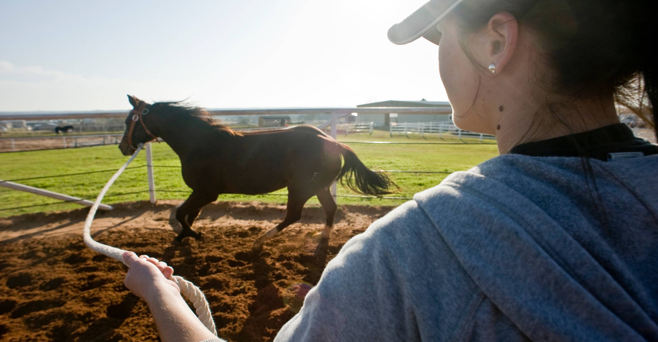 Keys to promoting sound growth in young horses | Oklahoma State University