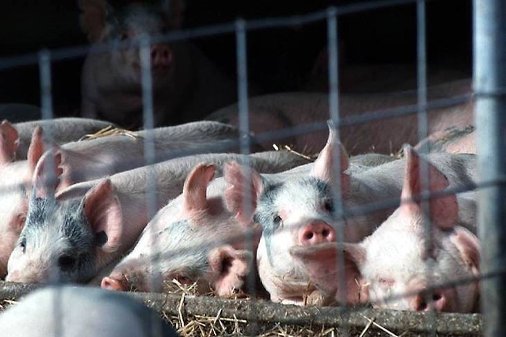 Photo of cute piglets.