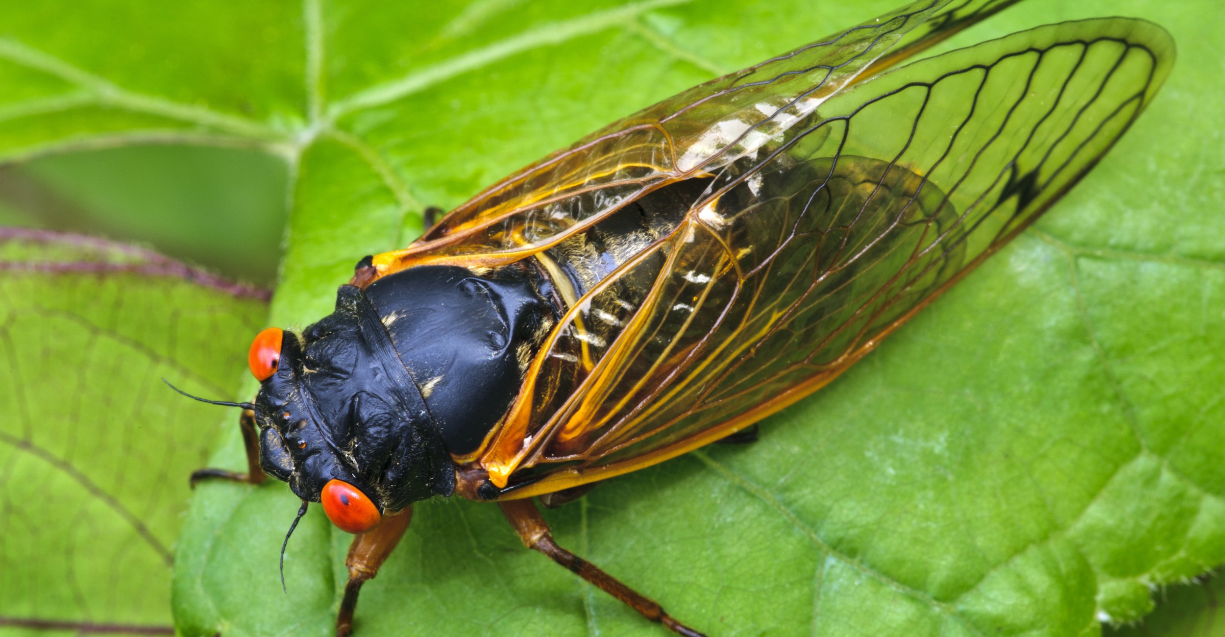17-year cicada