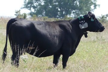Researchers deploy virtual fencing technology to improve grazing and water quality