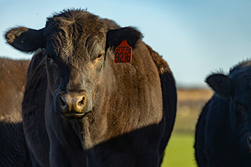 Get the most out of higher cattle placement weights in feedlots