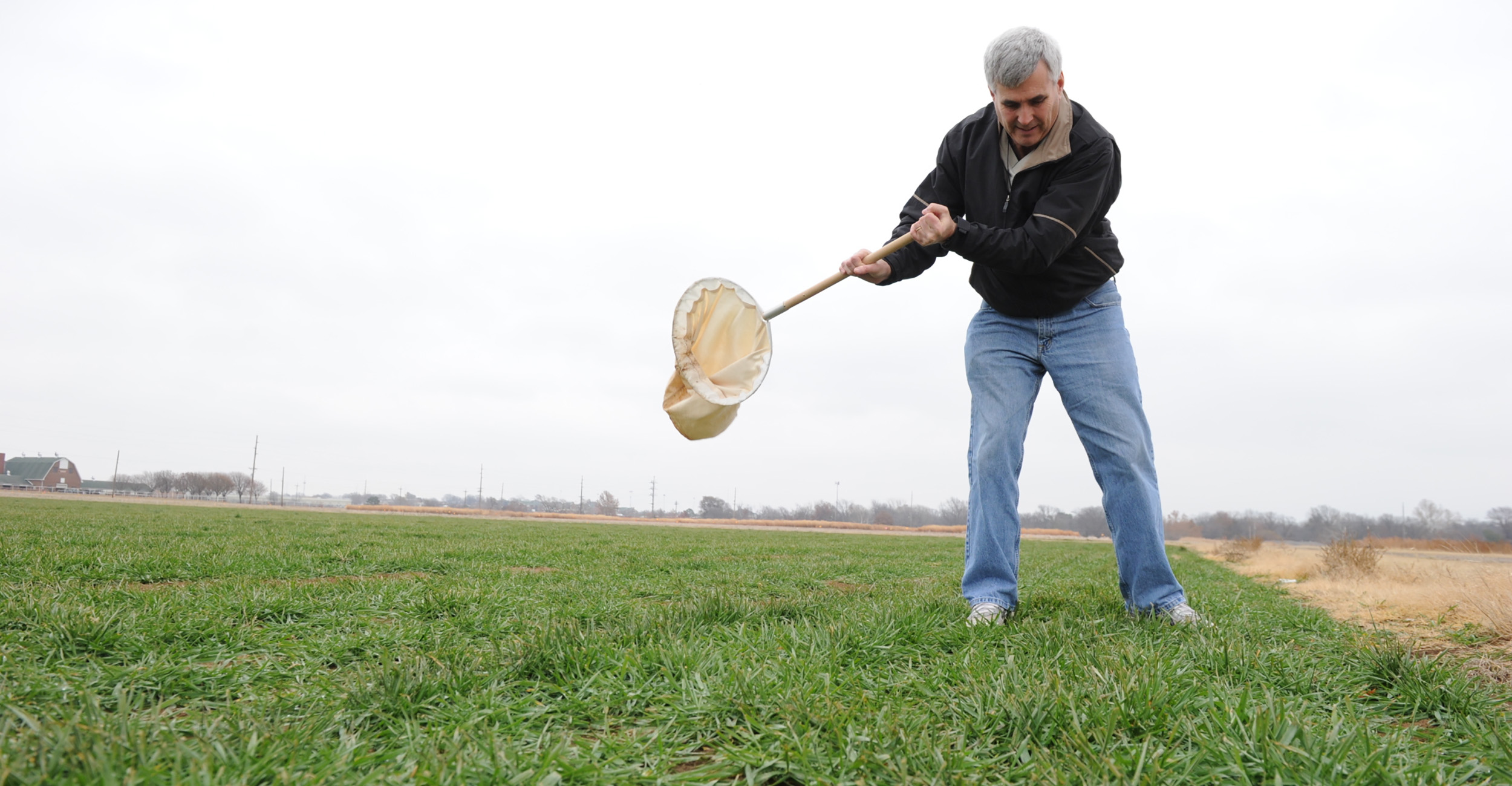 Photo of Tom Royer using a net to sweep for wheat aphids.