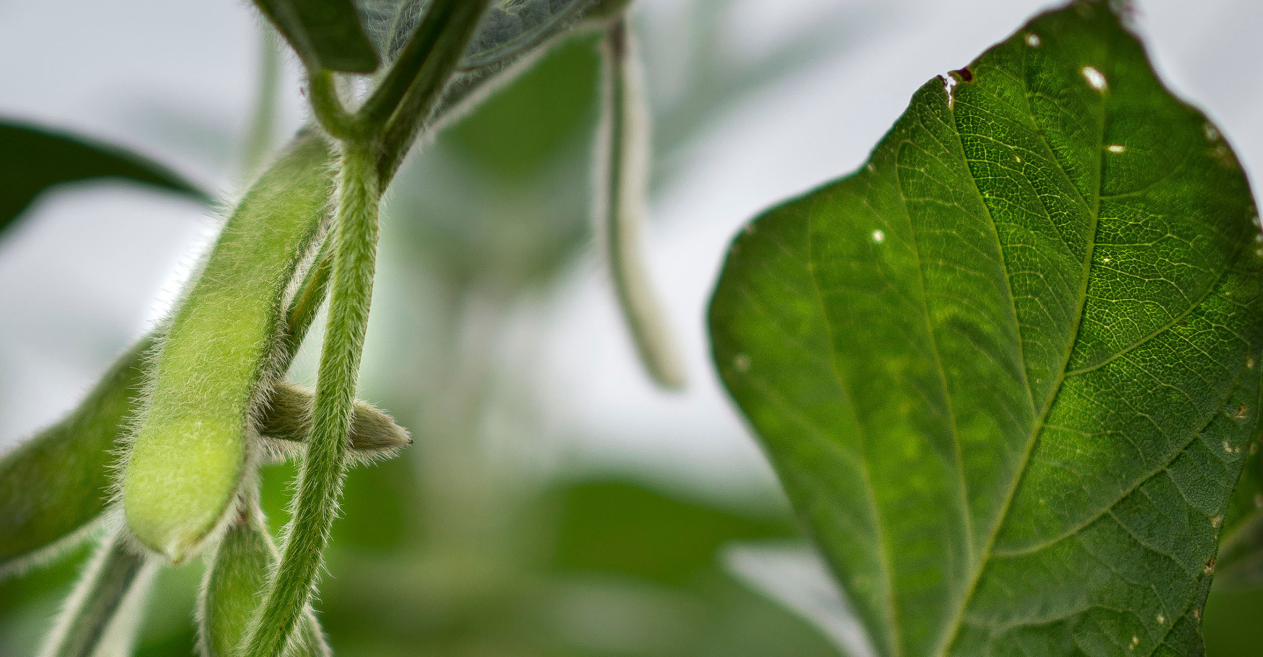 Close-up photo of soybeans at the beginning of defoliation.