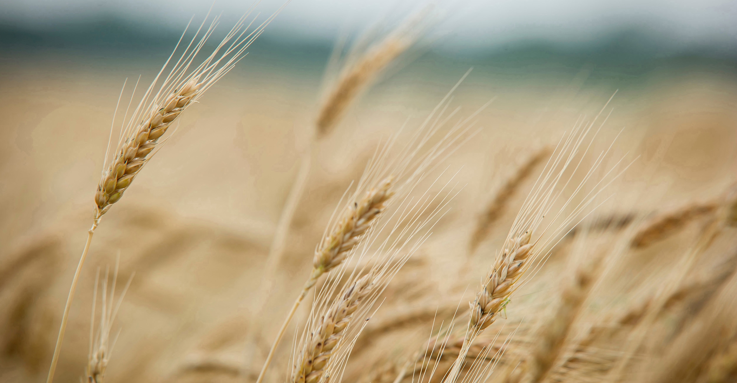 Photo of golden wheat swaying in the wind near harvest time.