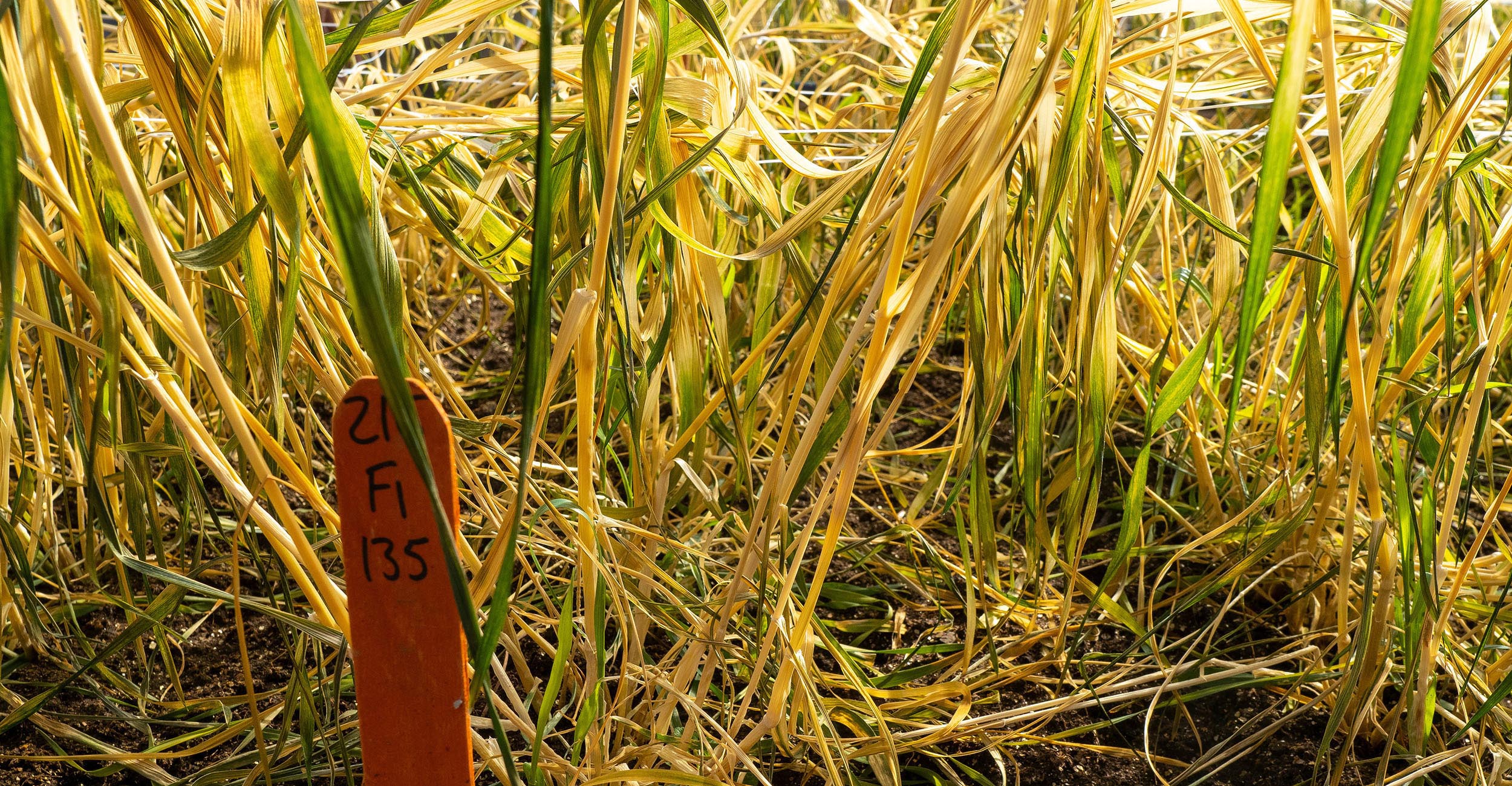 Photo of freeze-damaged wheat.