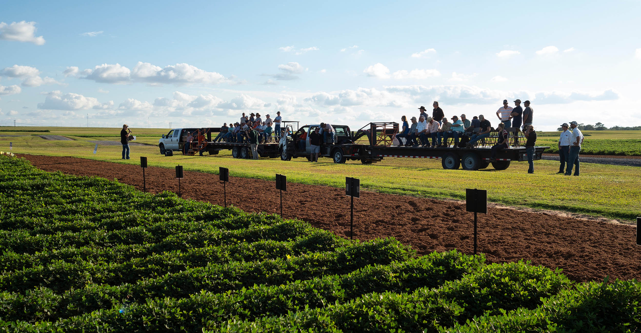 OSU Ag Research shares research to find new cotton variety