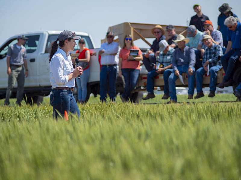 Misha Manuchehri, Extension Specialist for Small Grains and Canola Weed Science