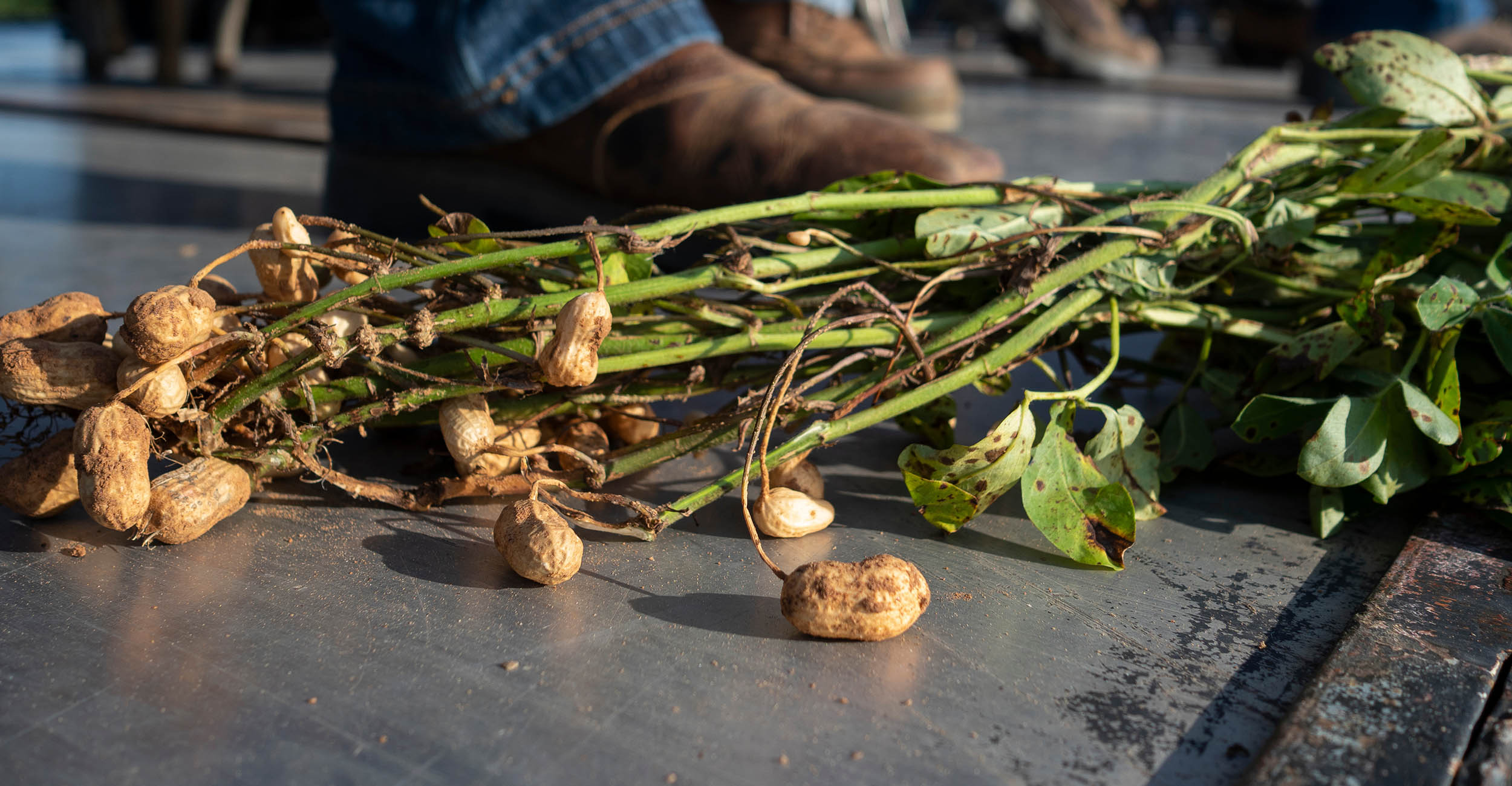 A close up image of a peanut plant lying on a trailer at a peanut field tour event.